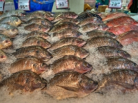 Fish Market  Fish in the "mariscos" section at Mega